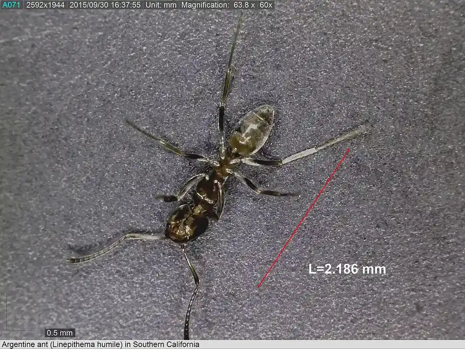 Ant Control in Modesto