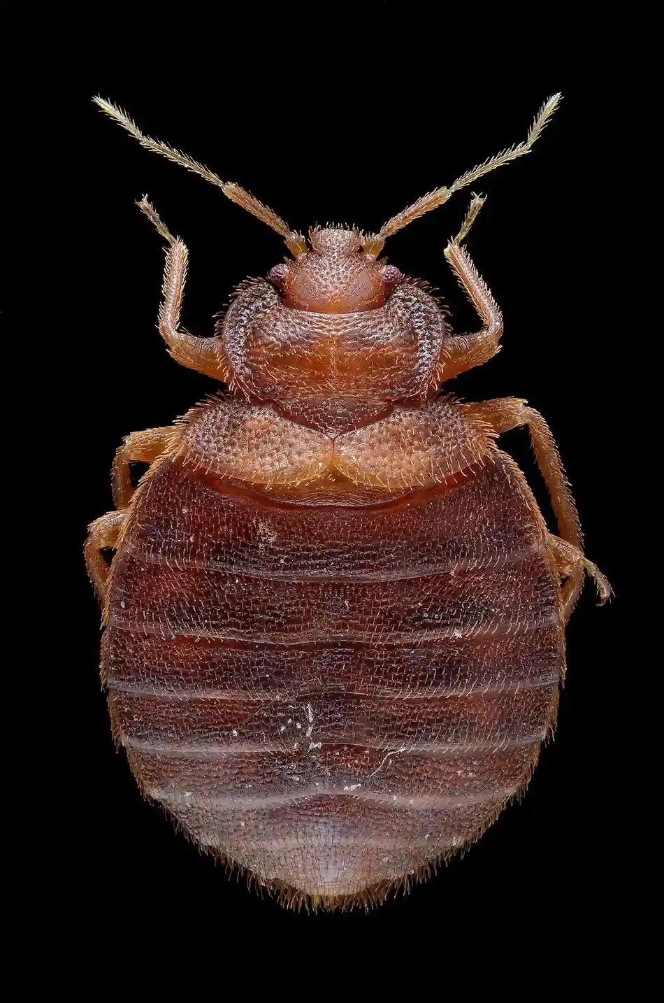 Bed Bug Treatment in Modesto