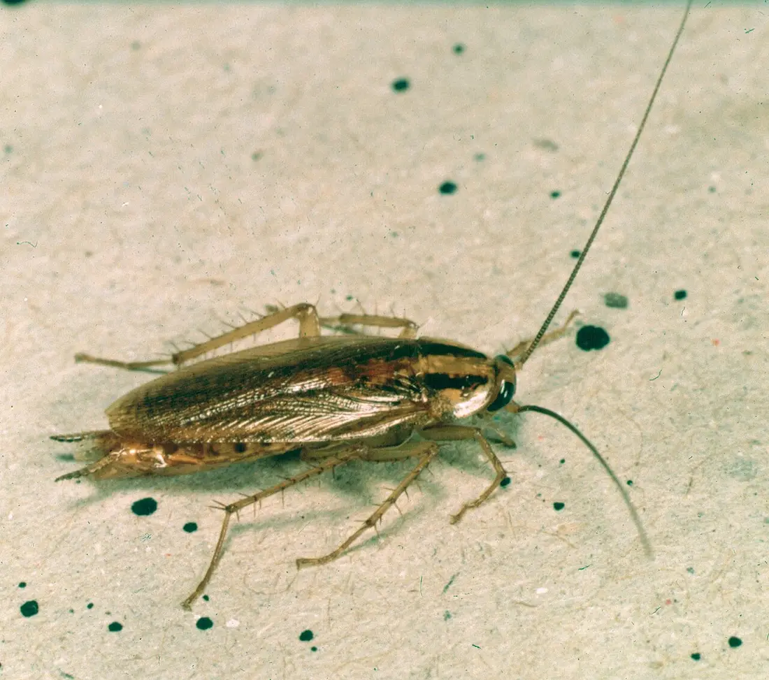 Cockroach Control in Modesto