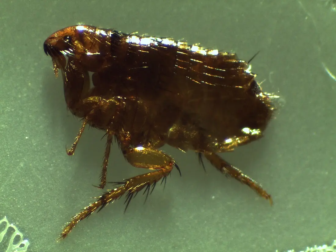 Flea & Tick Control in Modesto