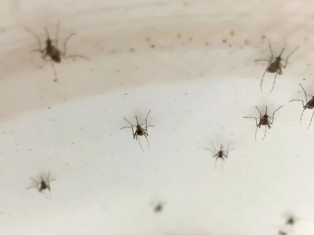 Mosquito Control in Modesto