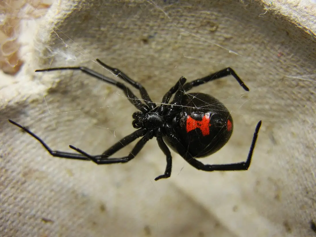 Spider Control in Modesto