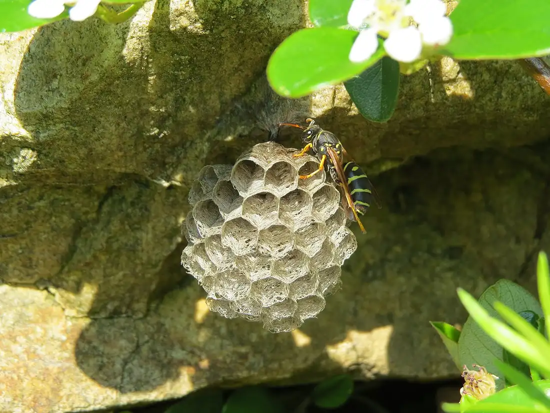 Wasp & Bee Removal in Modesto