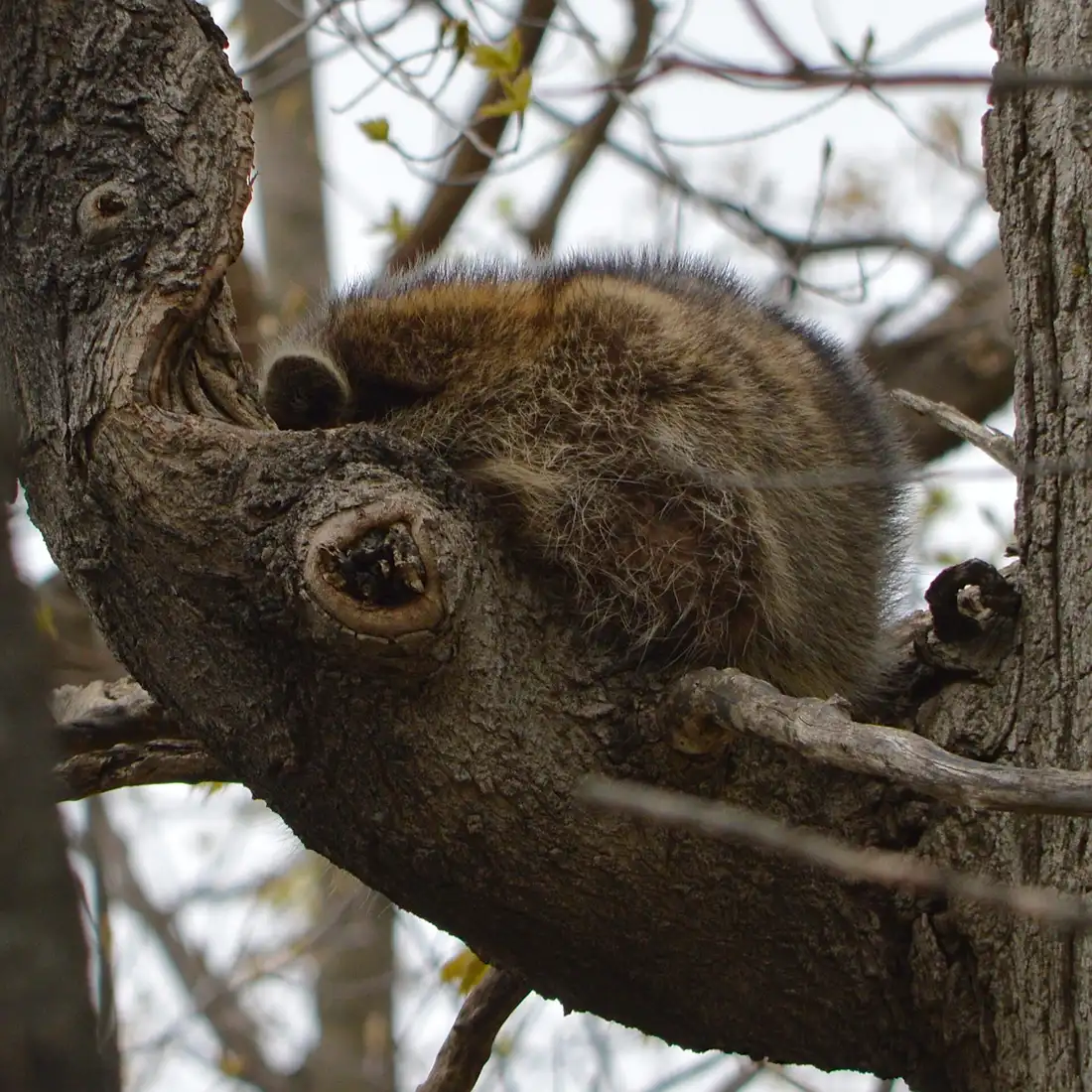 Wildlife Removal in Modesto